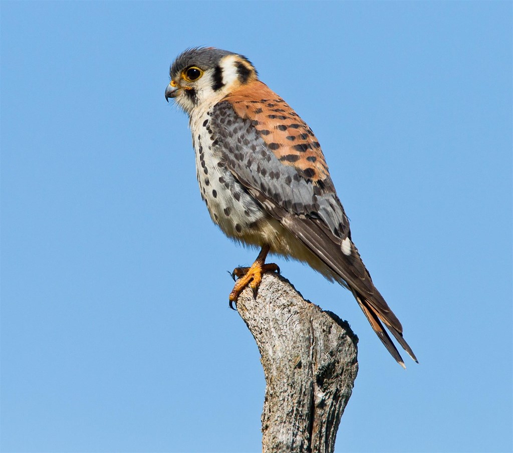 American Kestrel American Kestrel perched on a tree branch