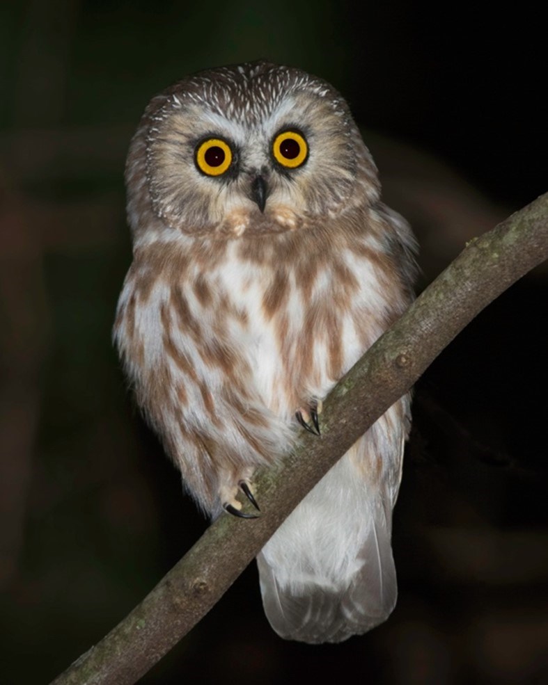 Perched Northern Saw-whet Owl Perched Northern Saw-whet Owl